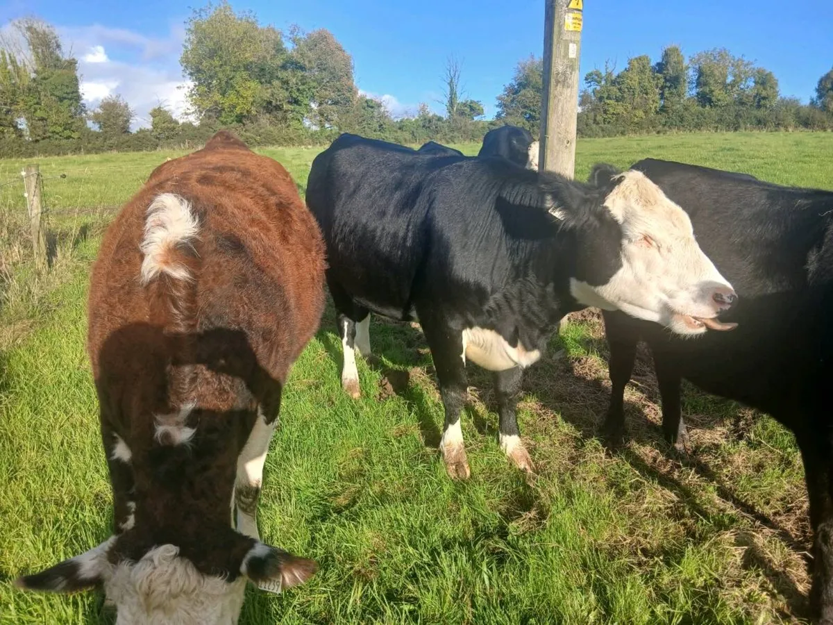 AA HEX Heifers - Image 3