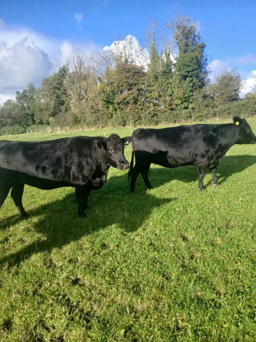 AA HEX Heifers - Image 4