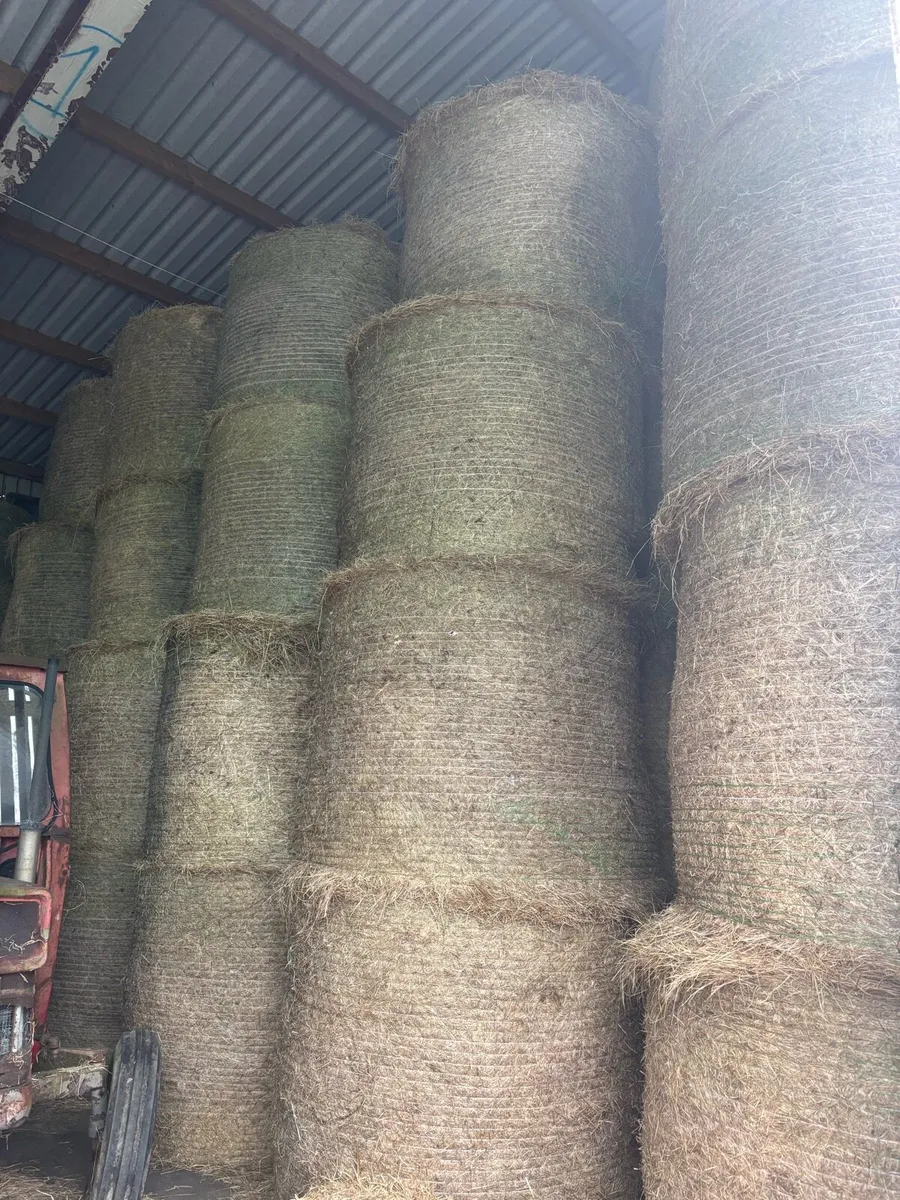 Hay