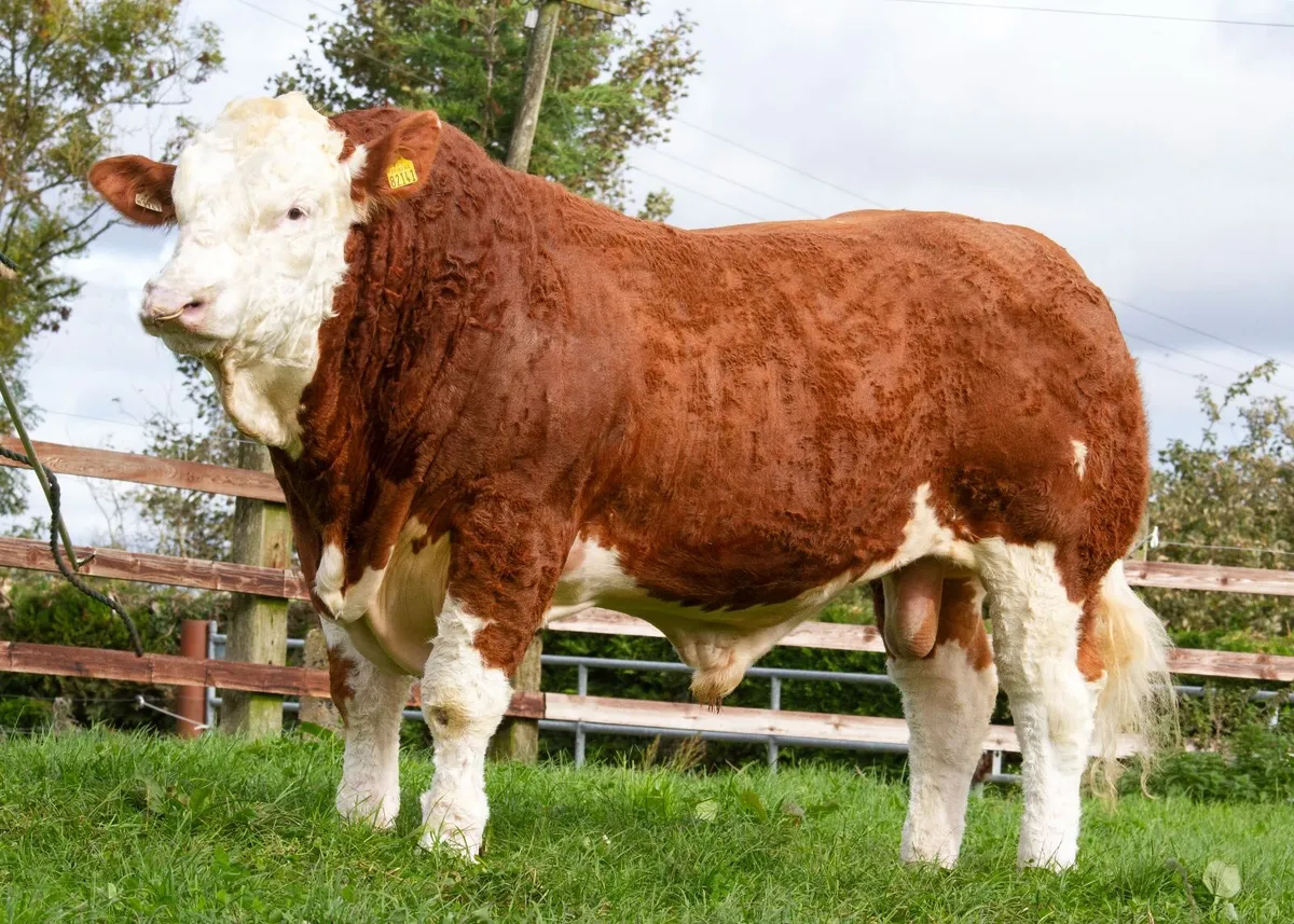 Top class Simmental bulls for Roscommon 24th Oct - Image 1