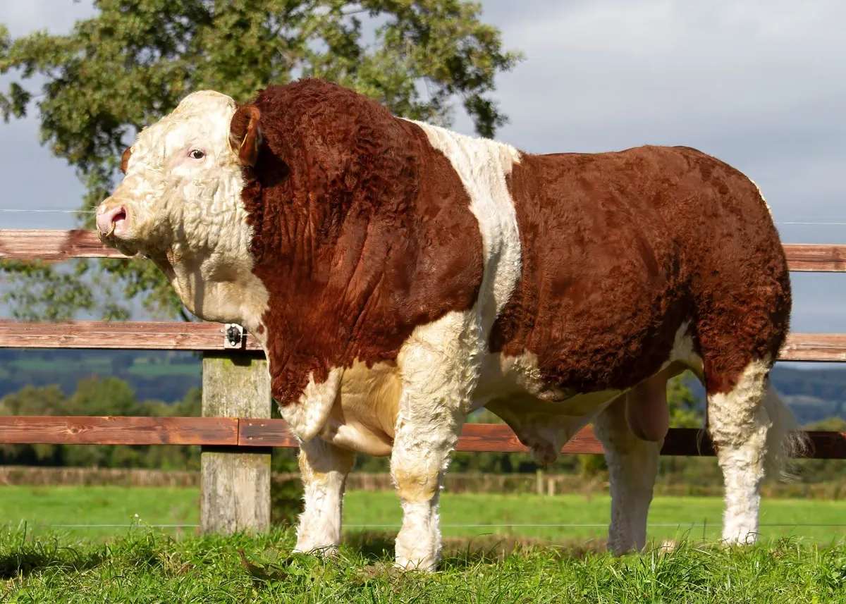 Top class Simmental bulls for Roscommon 24th Oct - Image 2