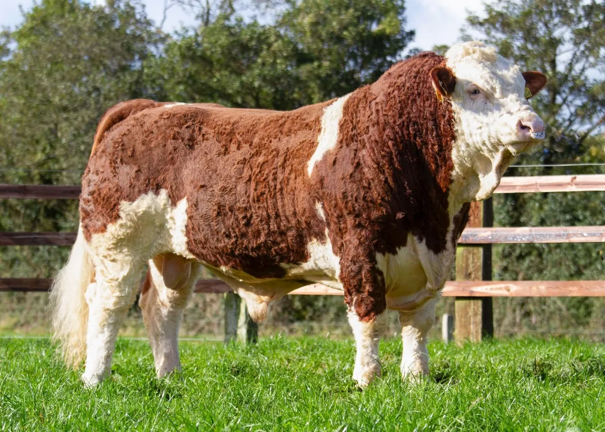Top class Simmental bulls for Roscommon 24th Oct - Image 3