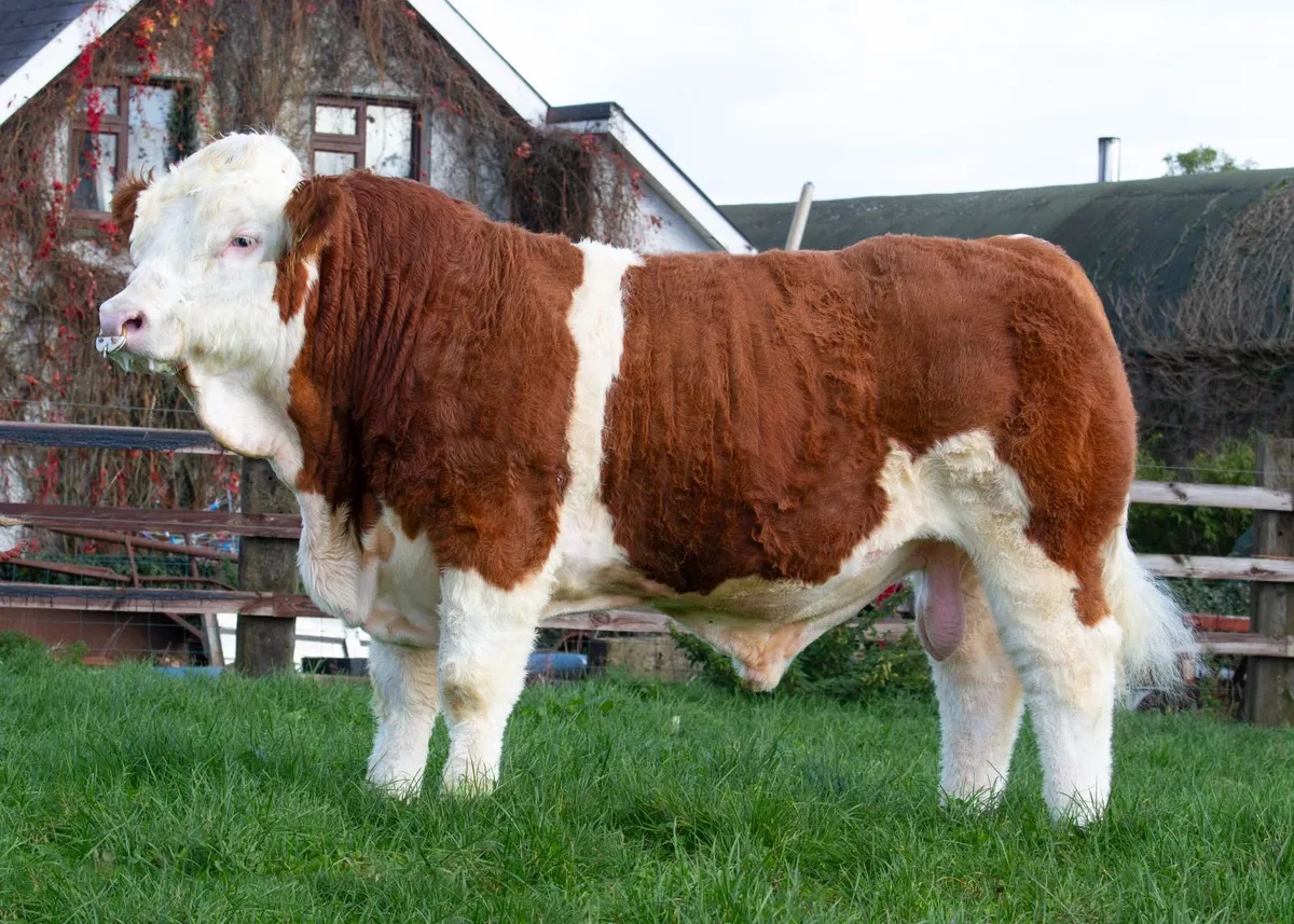 Top class Simmental bulls for Roscommon 24th Oct - Image 4