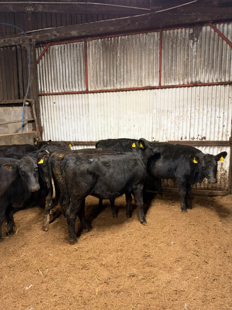 Angus Heifers - Image 4