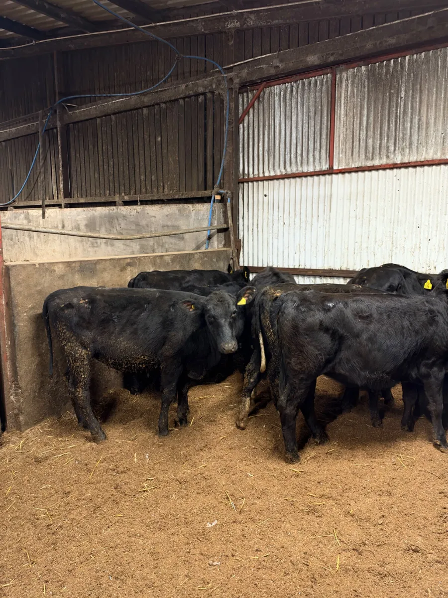Angus Heifers - Image 2