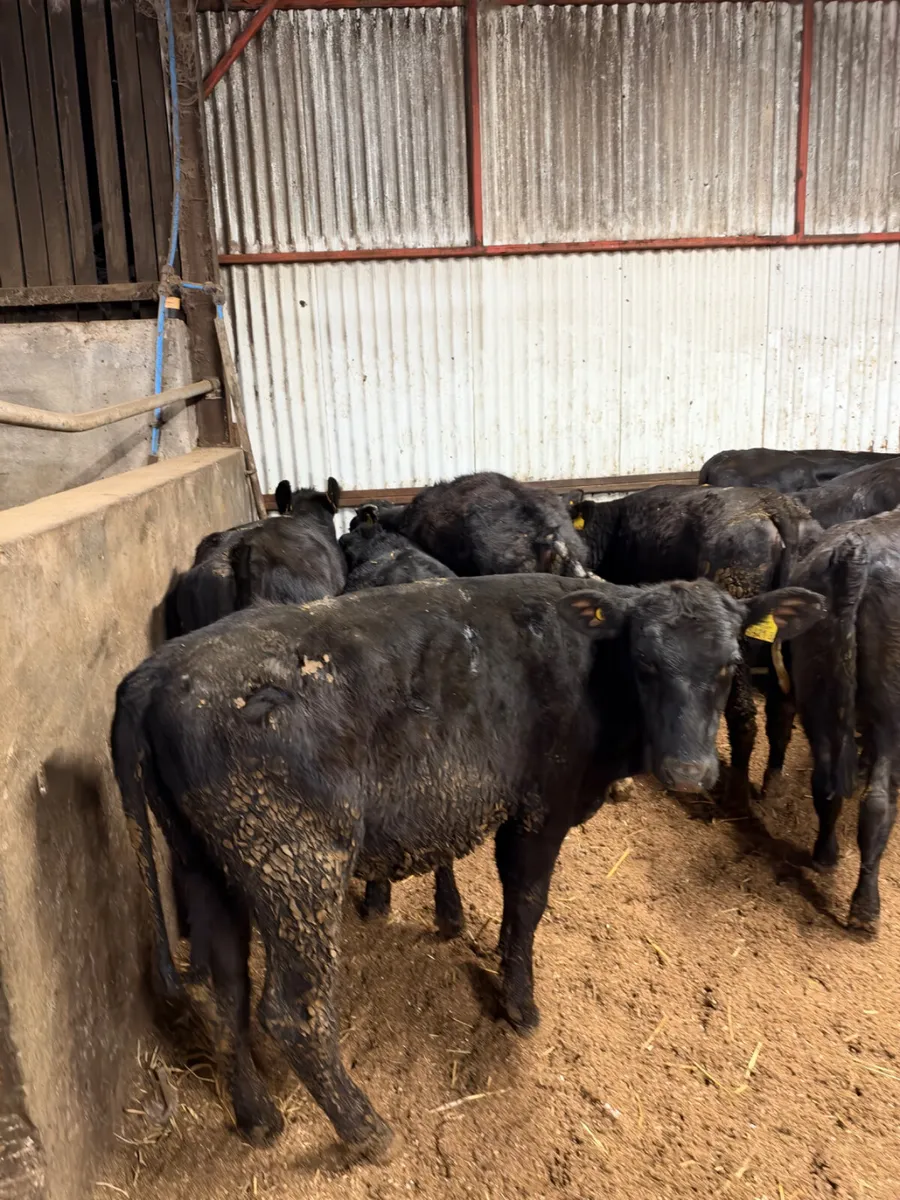 Angus Heifers - Image 1