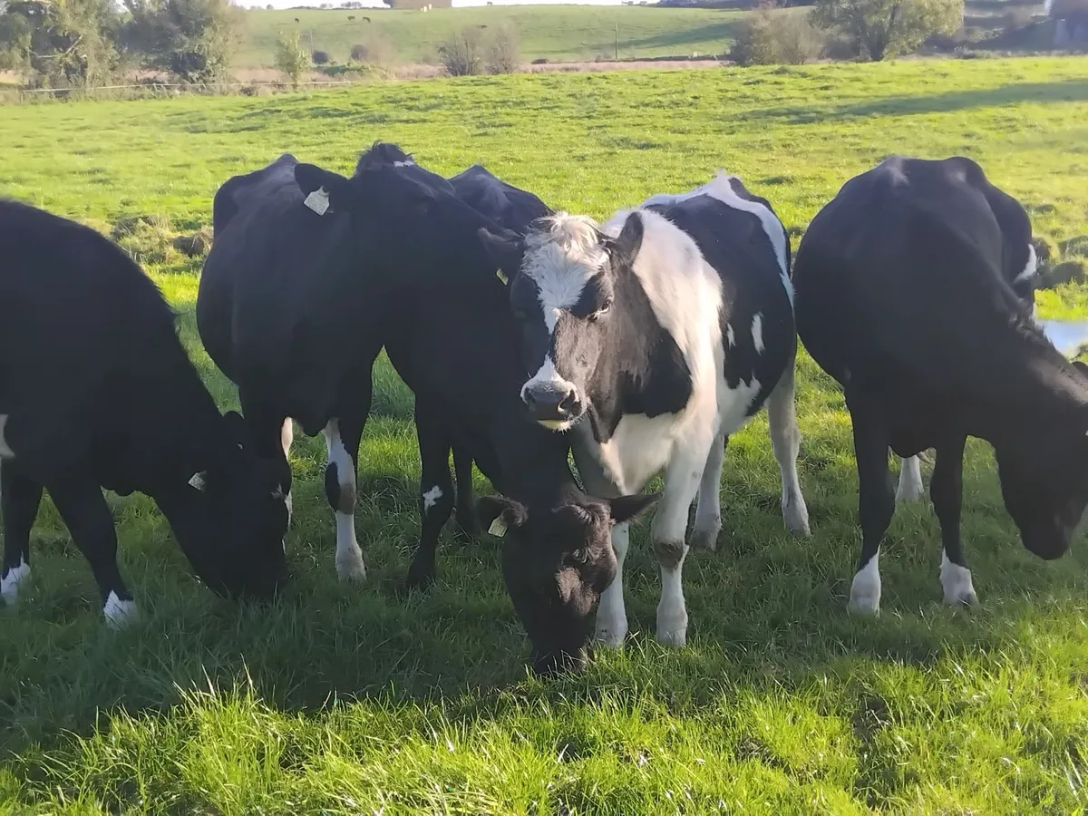 5 march calfing friesian heifers - Image 1
