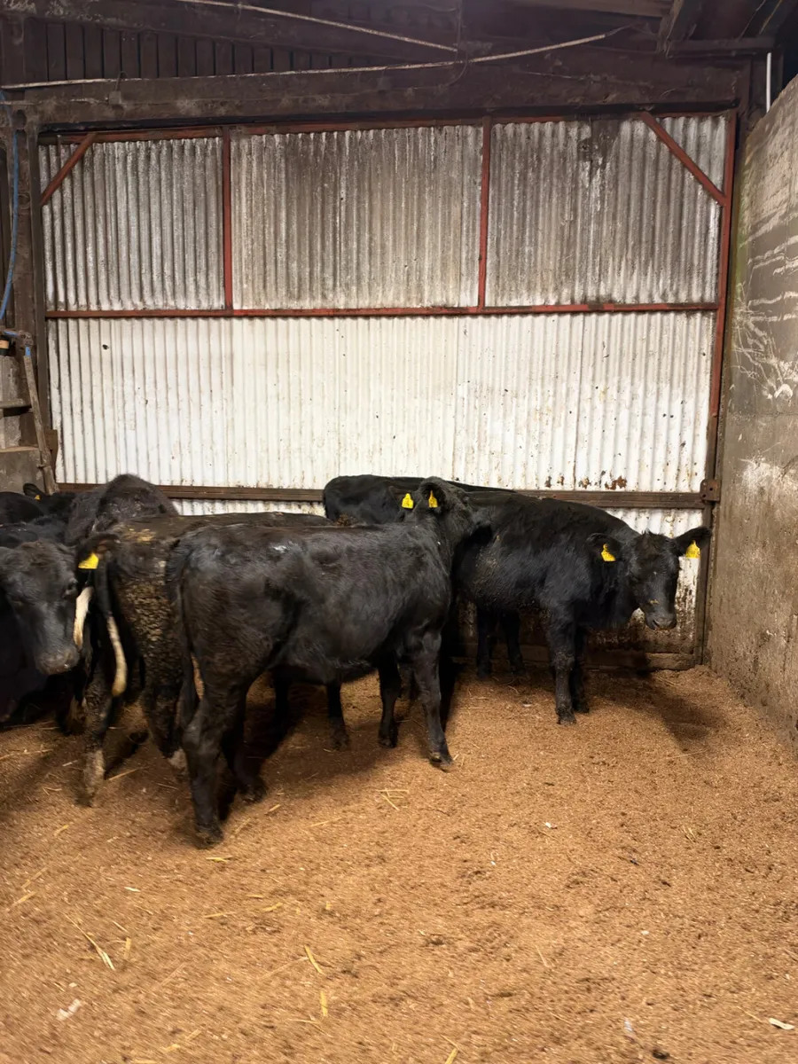Angus Heifers - Image 3