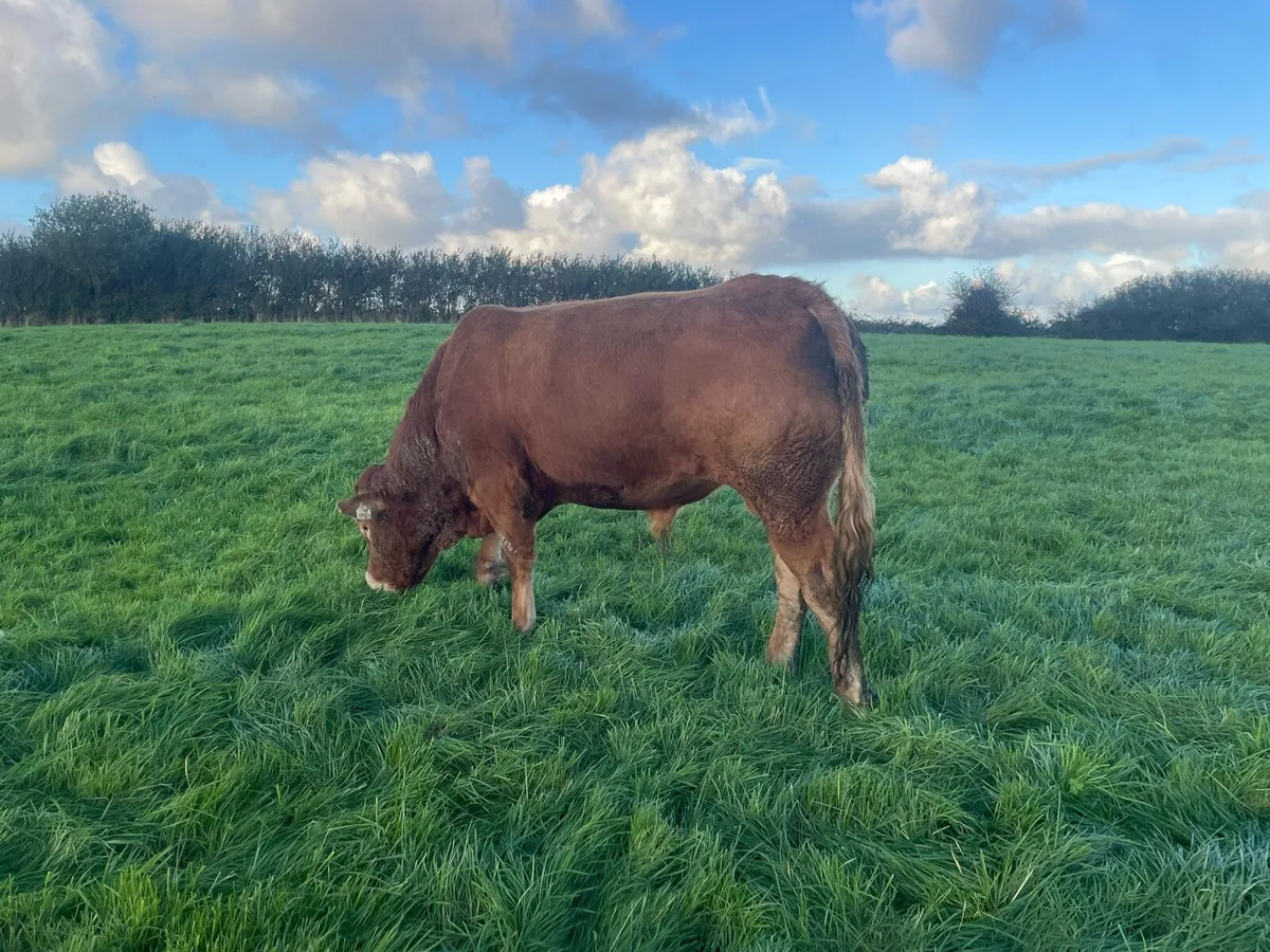 PBR Limousin Bull - Image 2