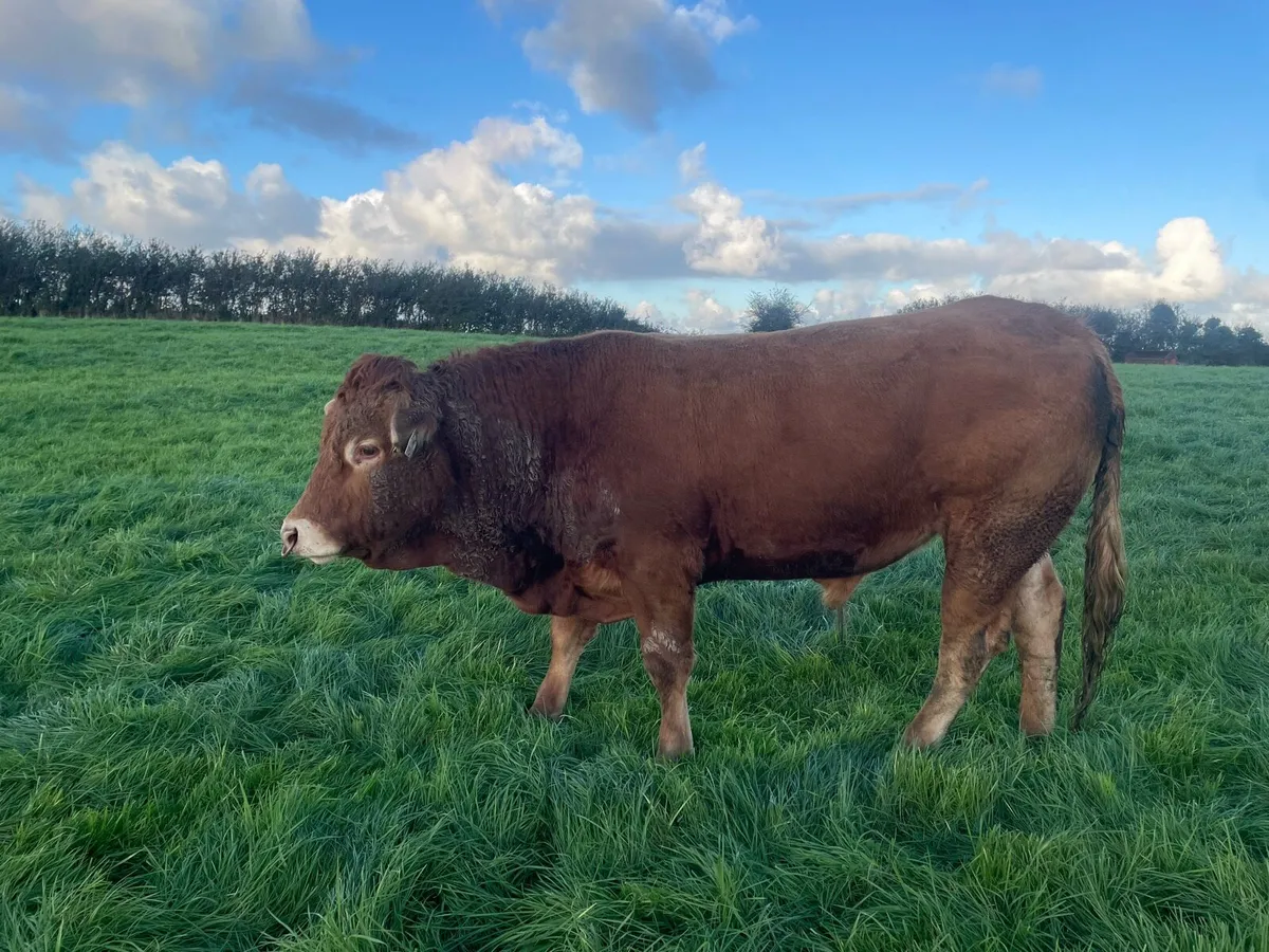 PBR Limousin Bull - Image 1