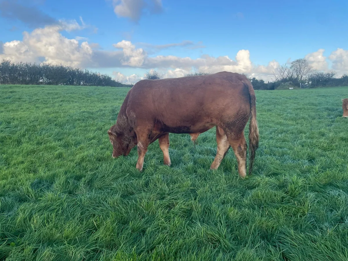 PBR Limousin Bull - Image 3