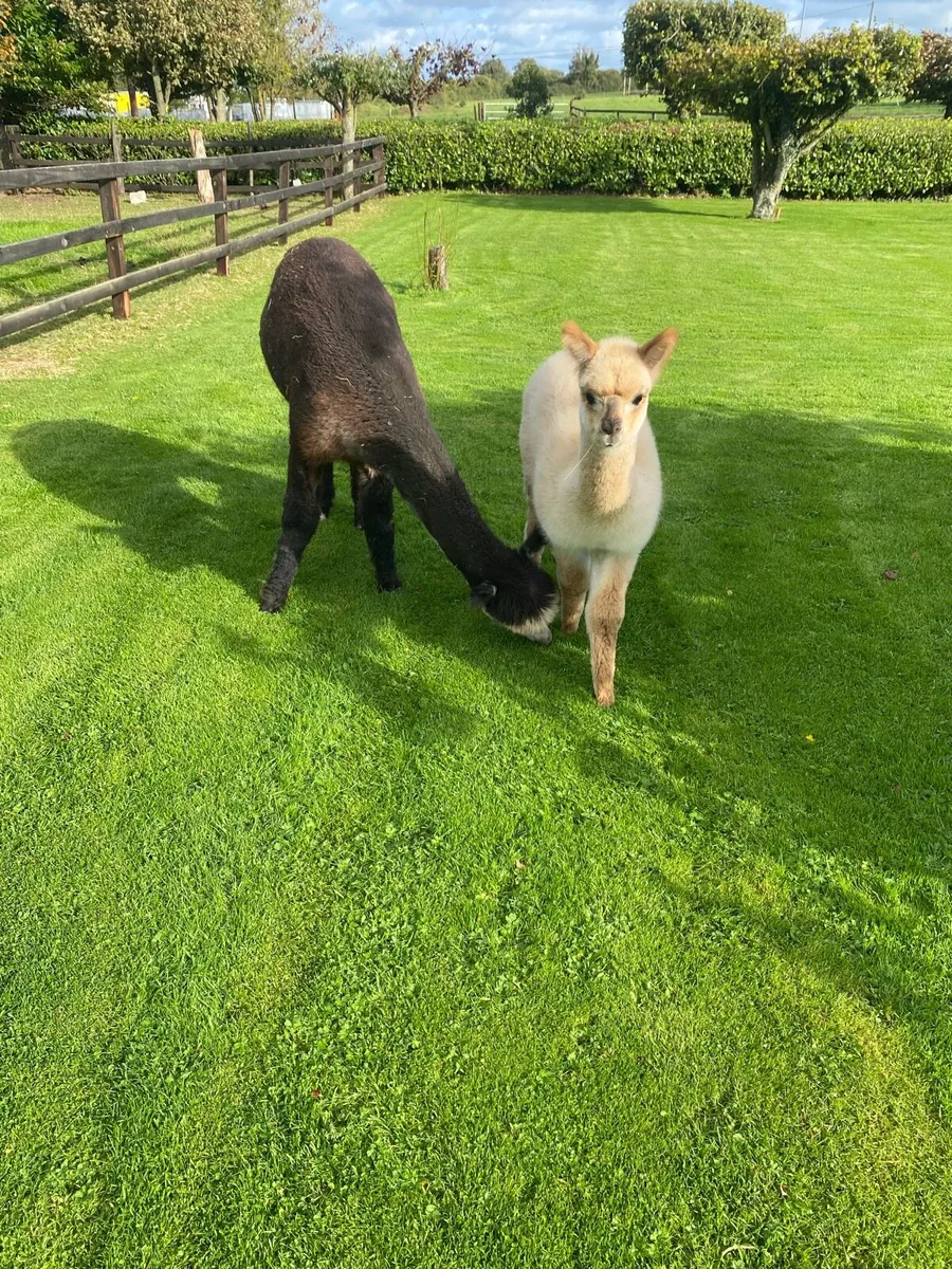 Alpaca - Image 1