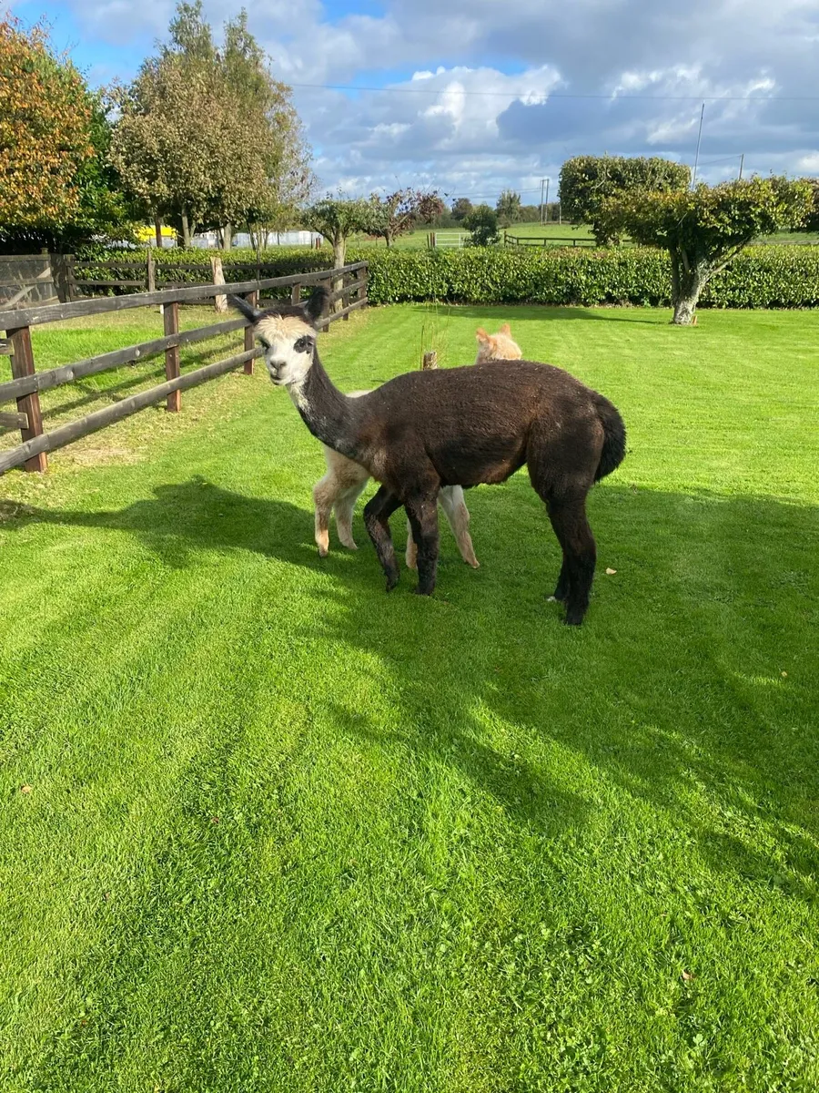 Alpaca - Image 2