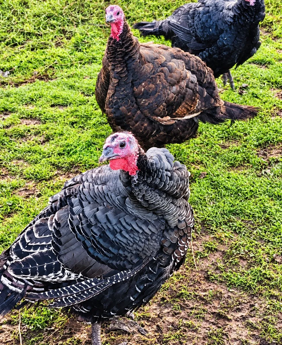 Christmas Bronze Turkeys - Image 2