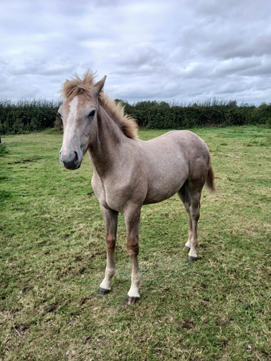 Horses - Image 3
