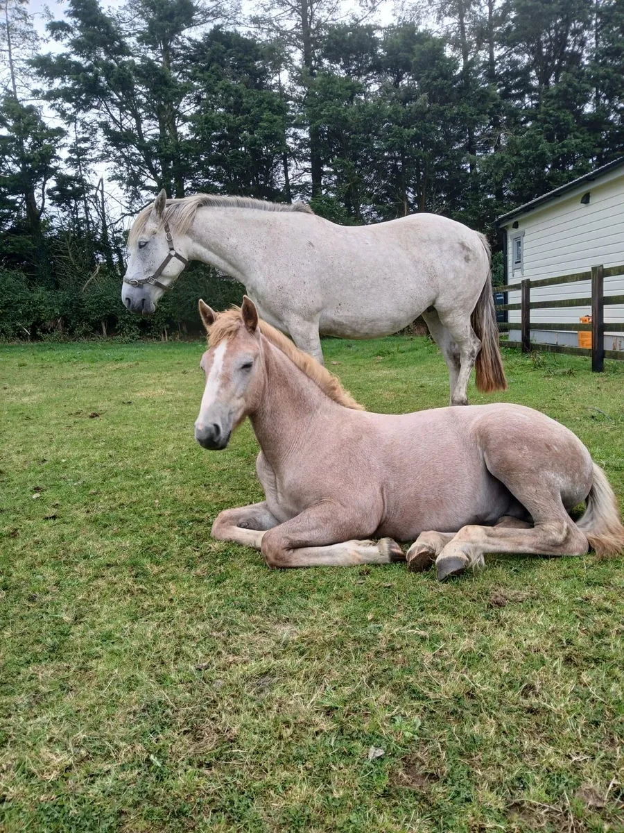 Horses - Image 1