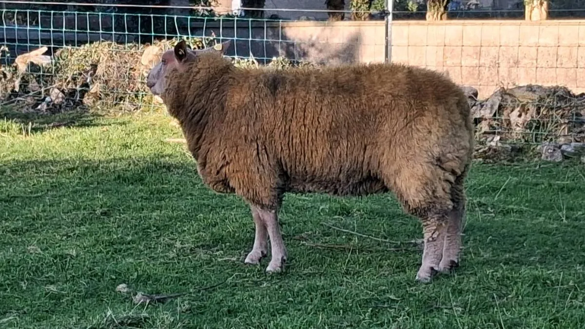 Charollais Ram Lamb