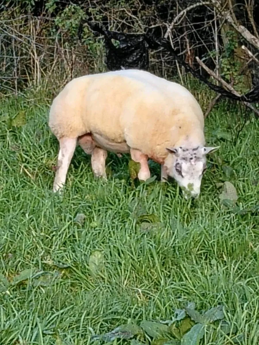 Beltex ram - Image 1