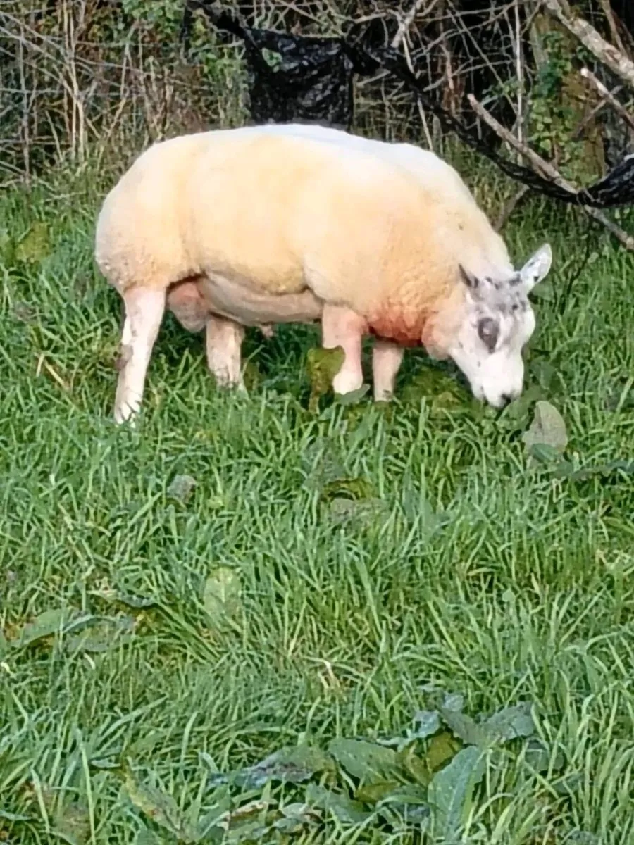 Beltex ram - Image 2