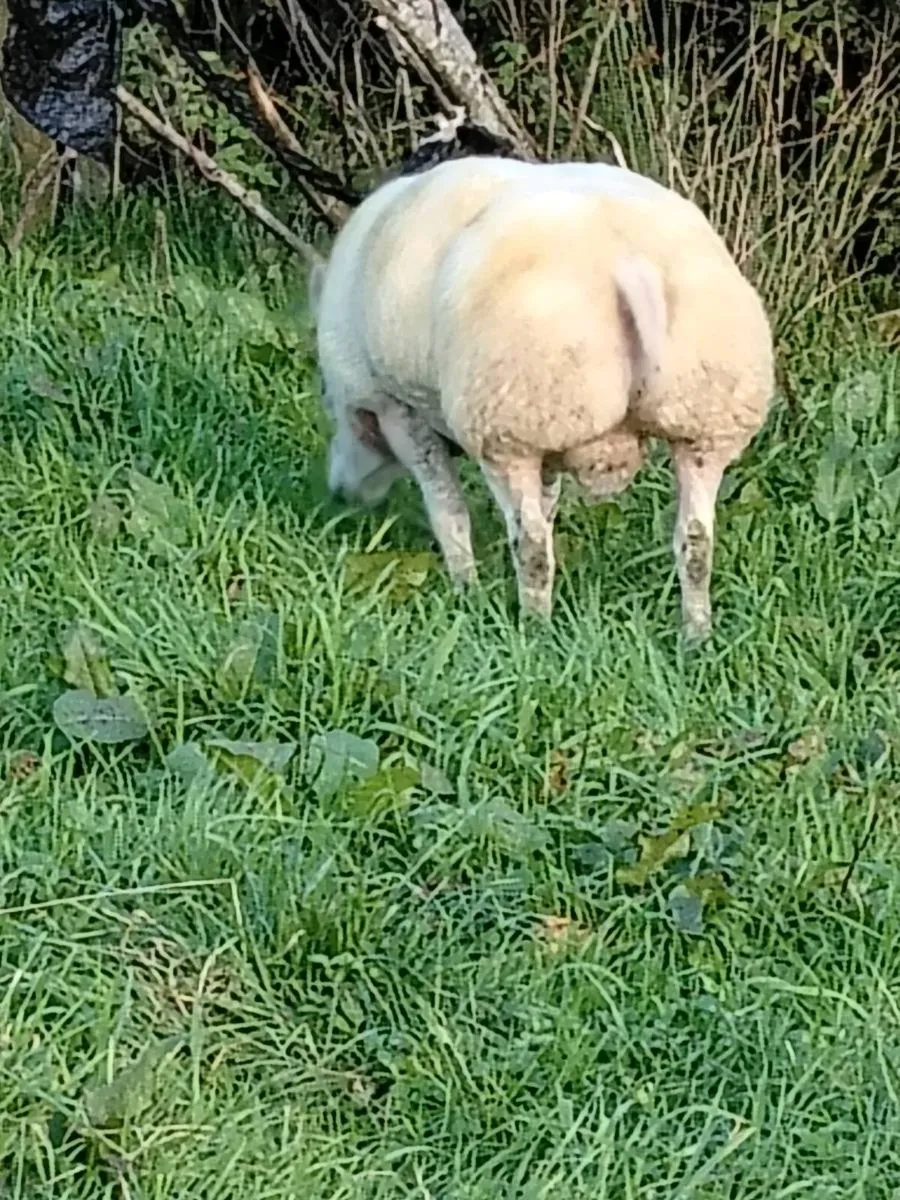 Beltex ram - Image 3