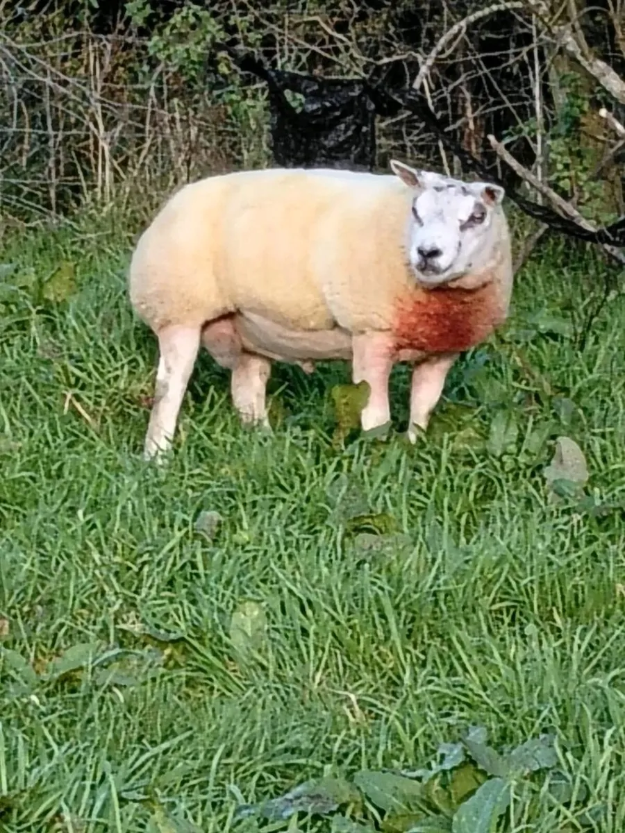 Beltex ram - Image 4