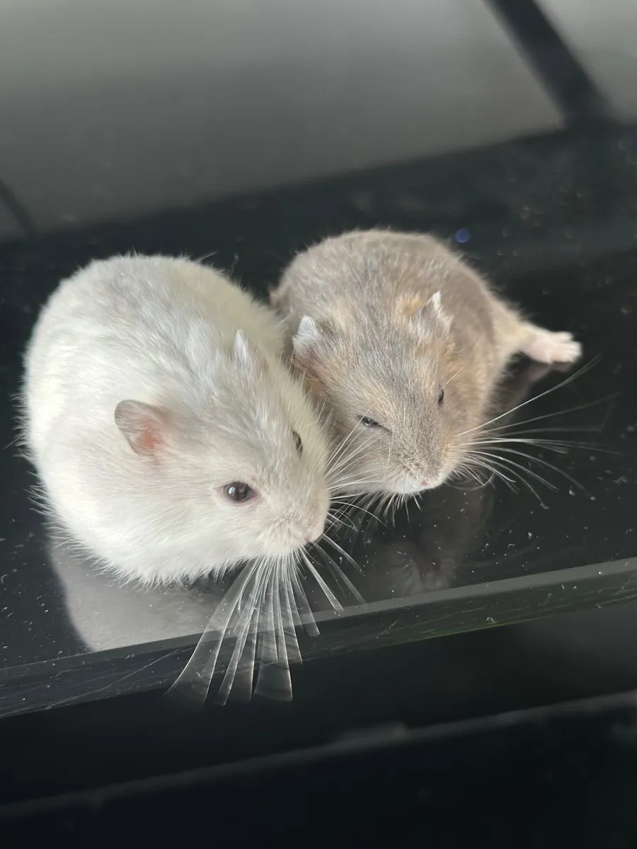 Hamster - Image 1