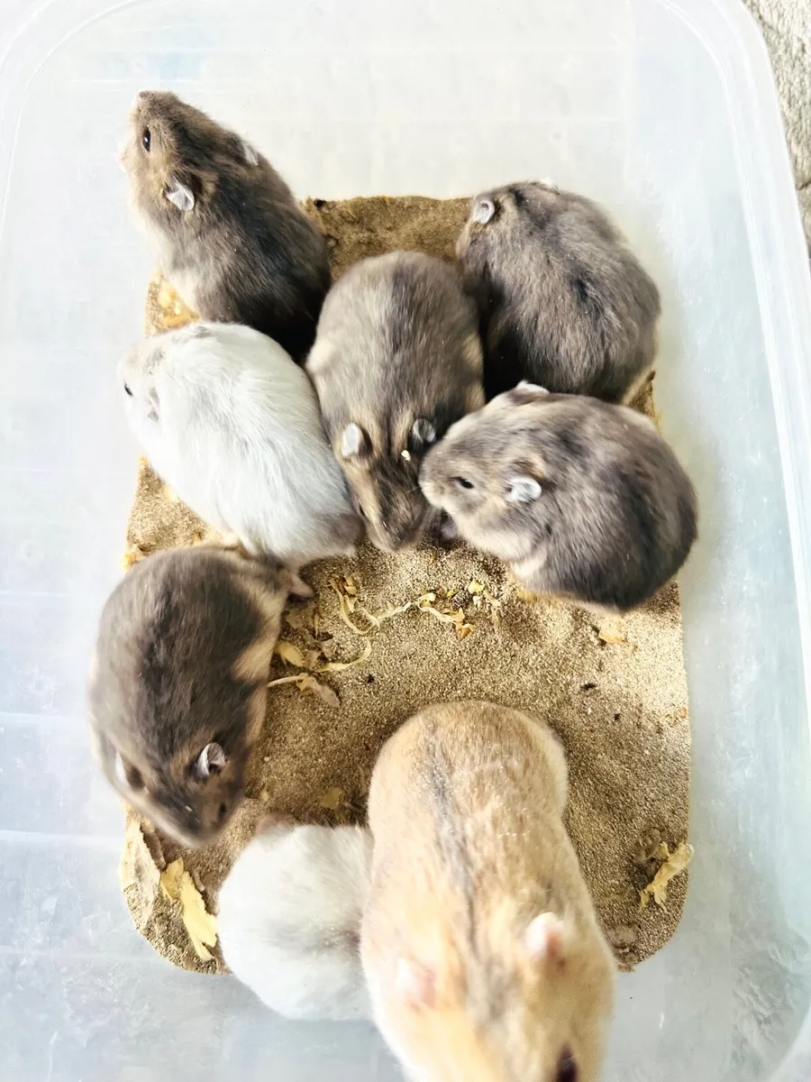 Hamster - Image 3
