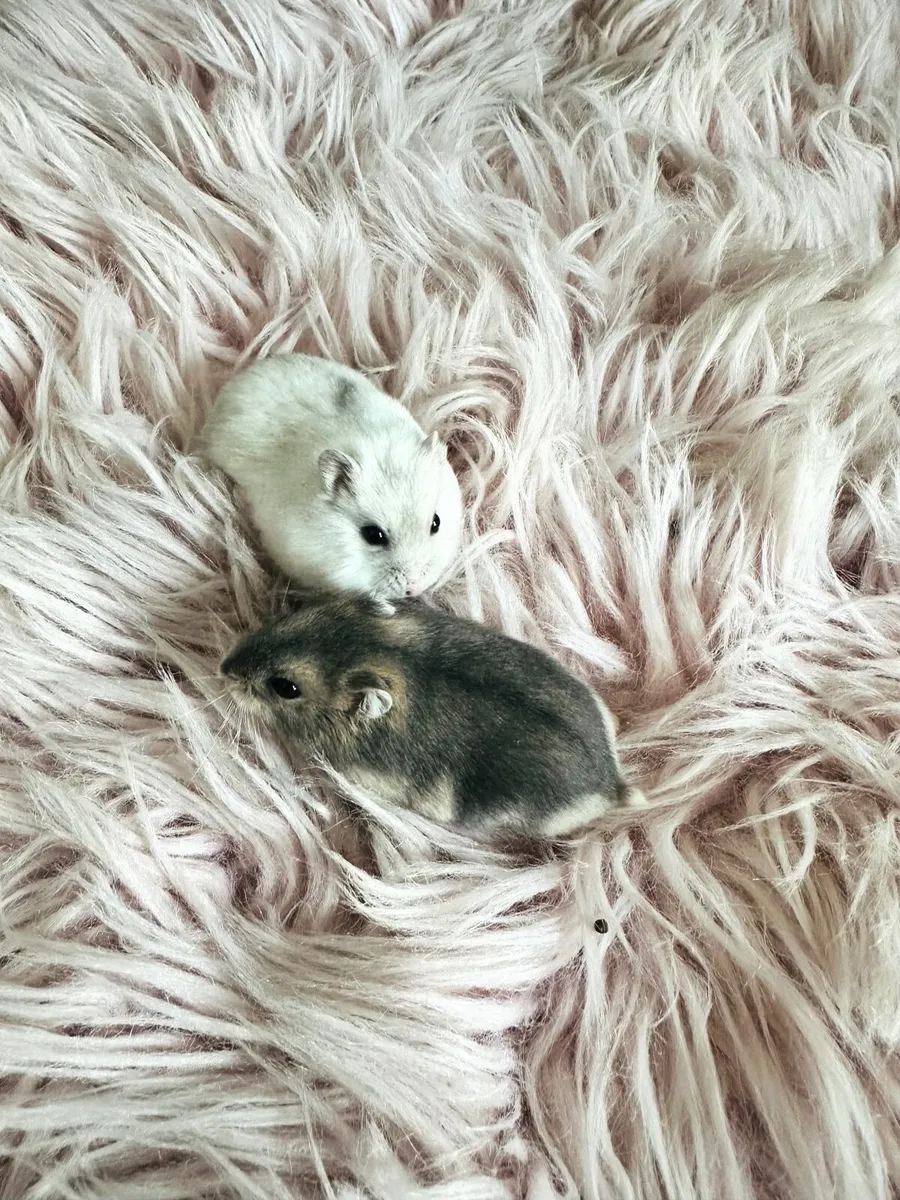 Hamster - Image 4
