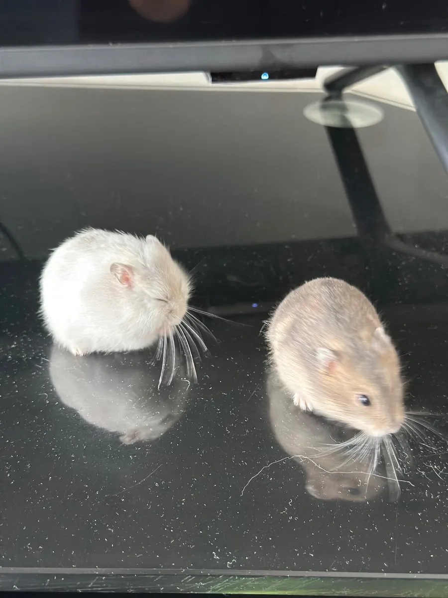 Hamster - Image 2