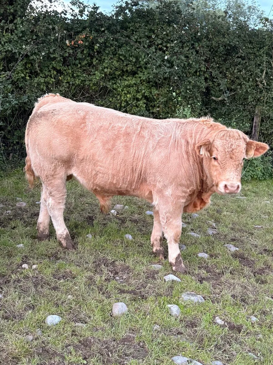Kilcullen mart weanling show&sale Monday - Image 2