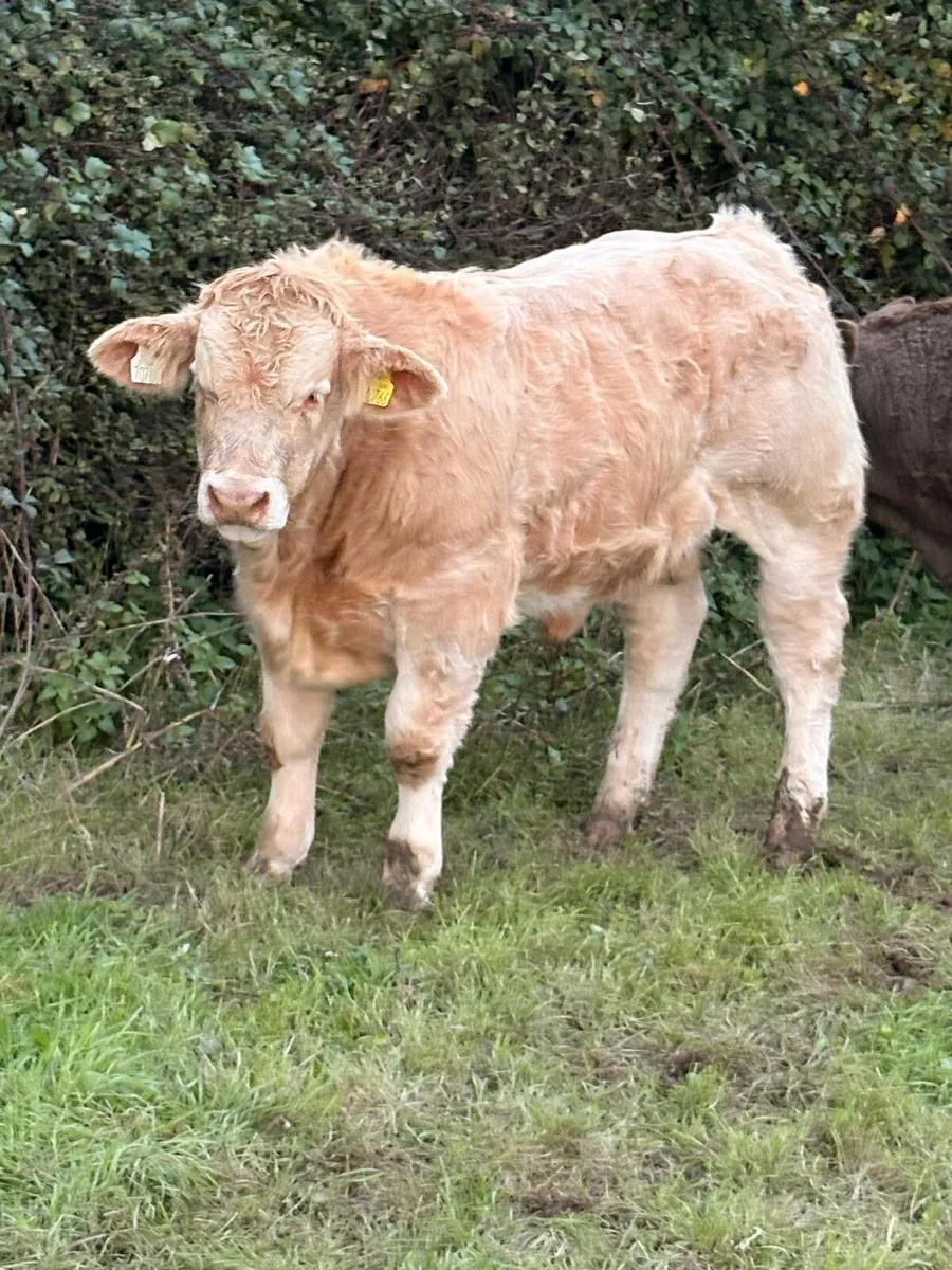 Kilcullen mart weanling show&sale Monday - Image 4