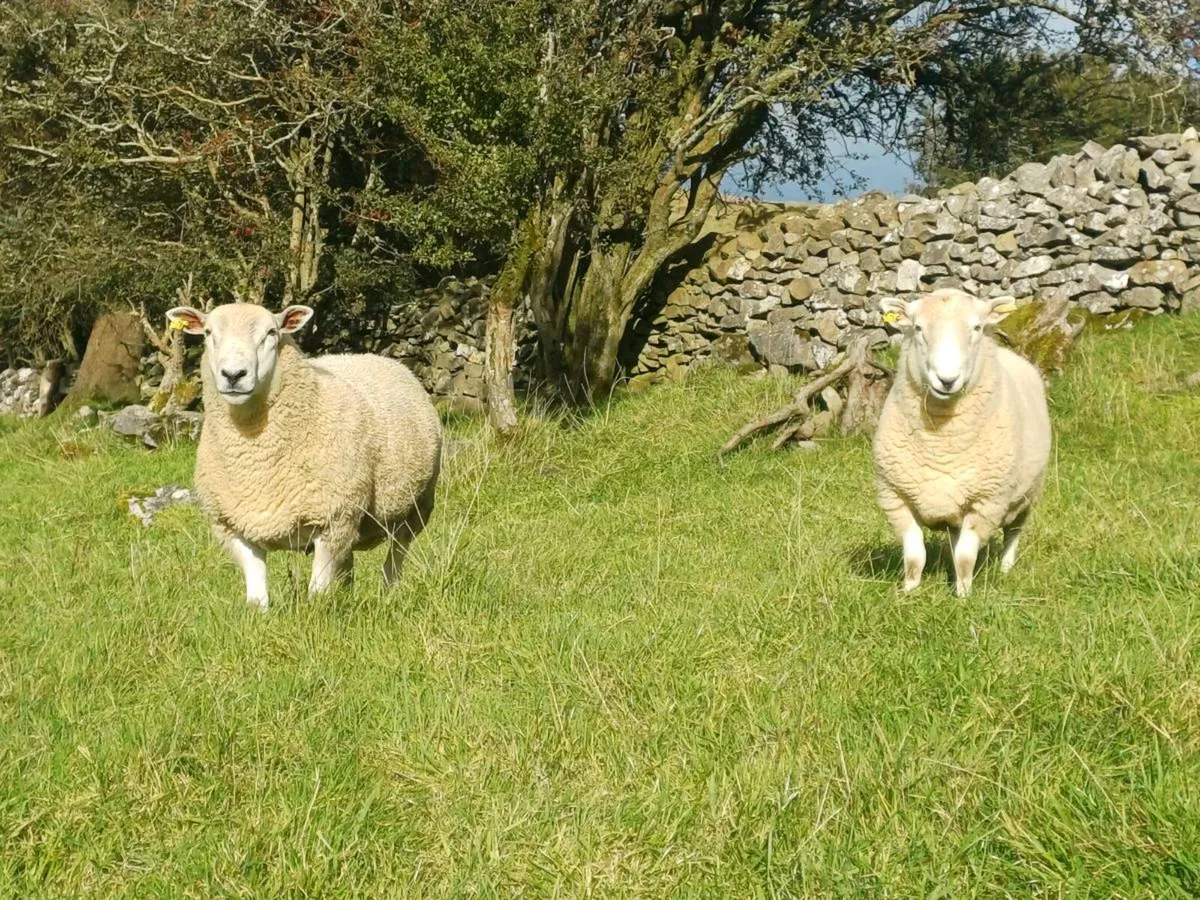 Hogget rams for sale - Image 1