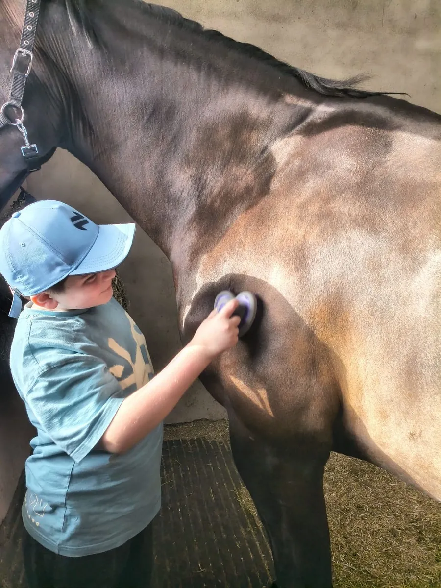Glasgow gelding see options in advert - Image 3