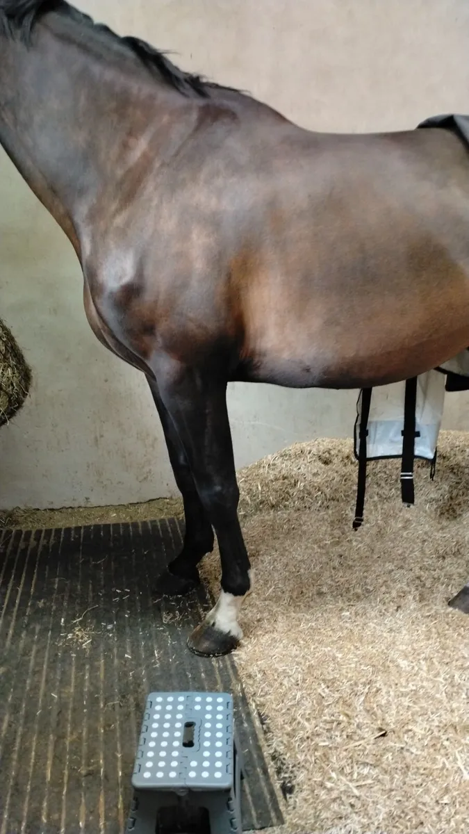 Glasgow gelding see options in advert - Image 4