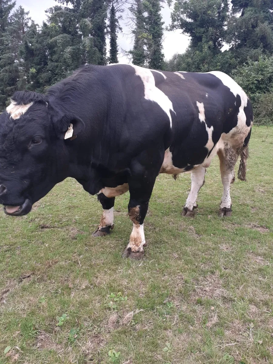 Pedigree Belgian Blue Bull - Image 3