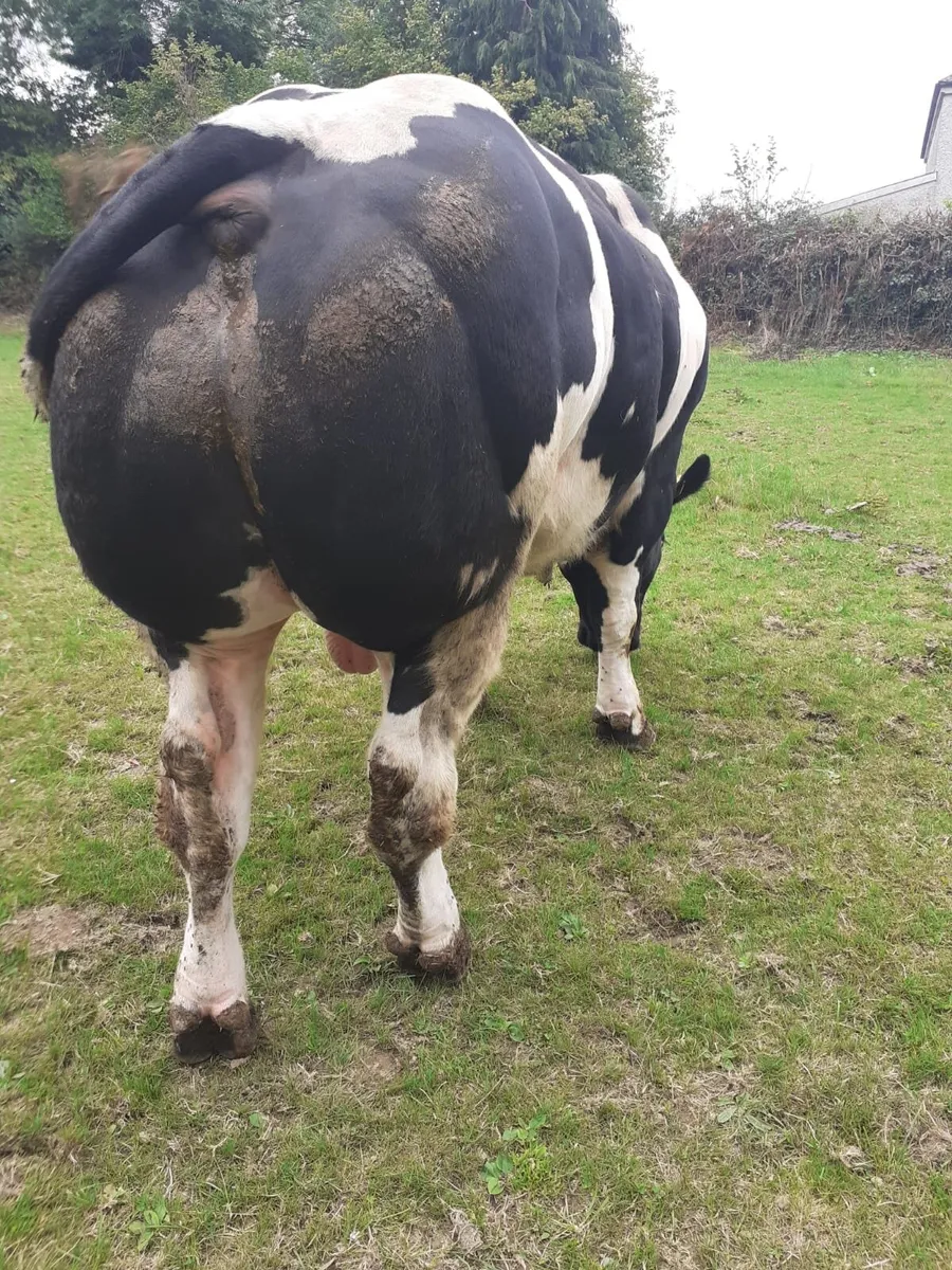 Pedigree Belgian Blue Bull - Image 2