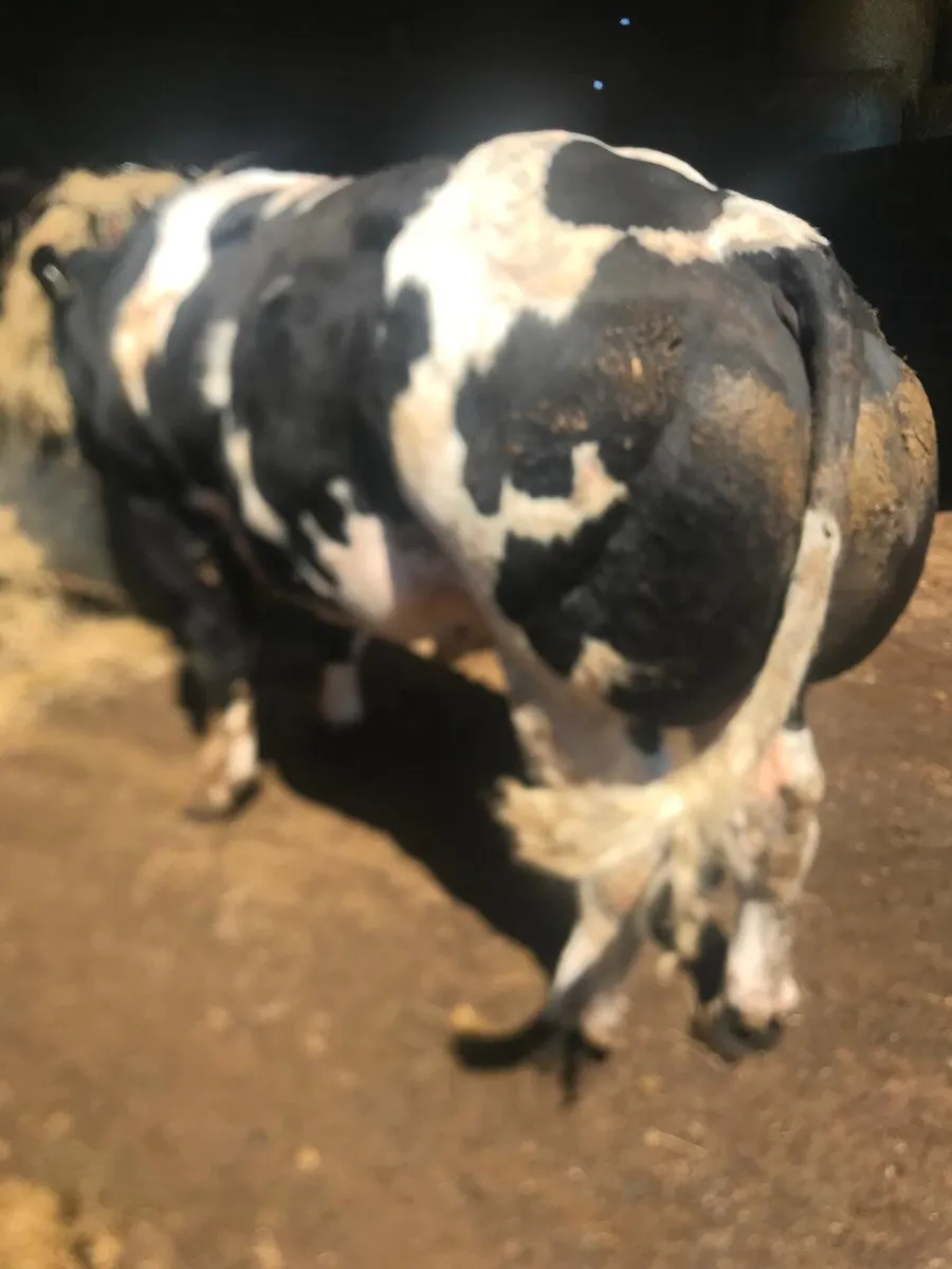 Pedigree Belgian Blue Bull - Image 4