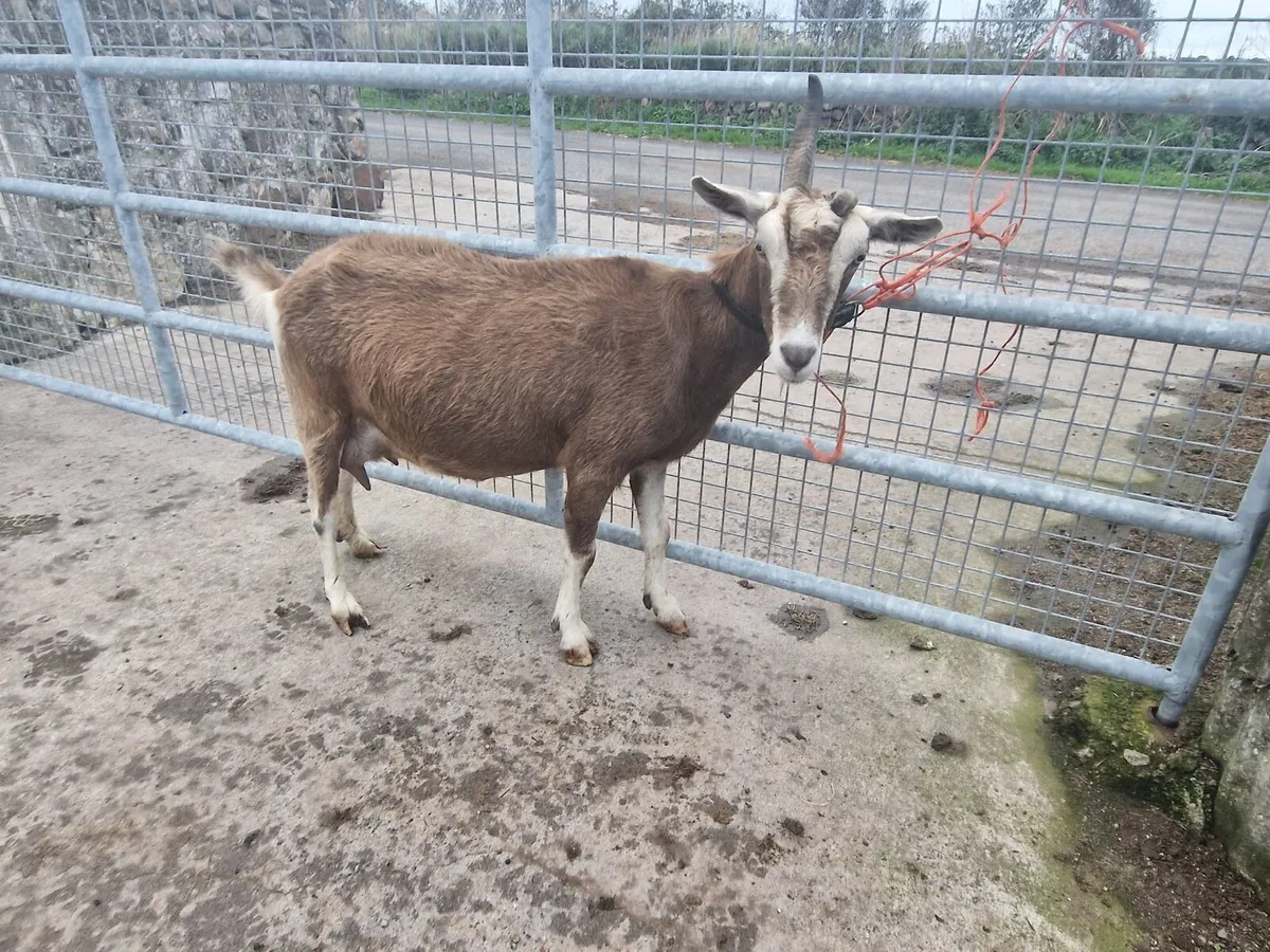 Milking goat for sale - Image 2