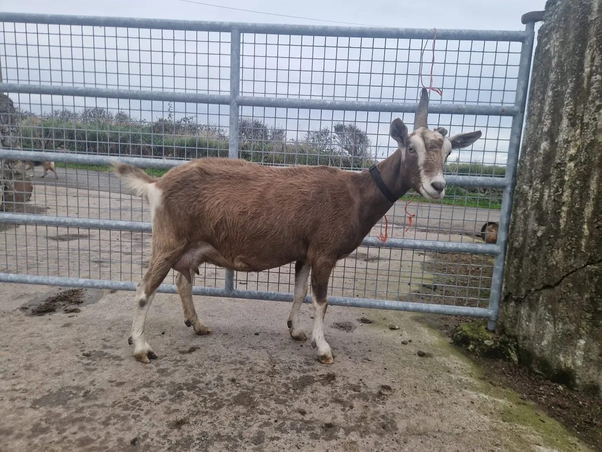 Milking goat for sale - Image 1
