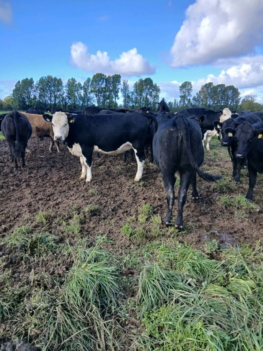 60 440kg AA & Hereford hfs for sale - Image 2