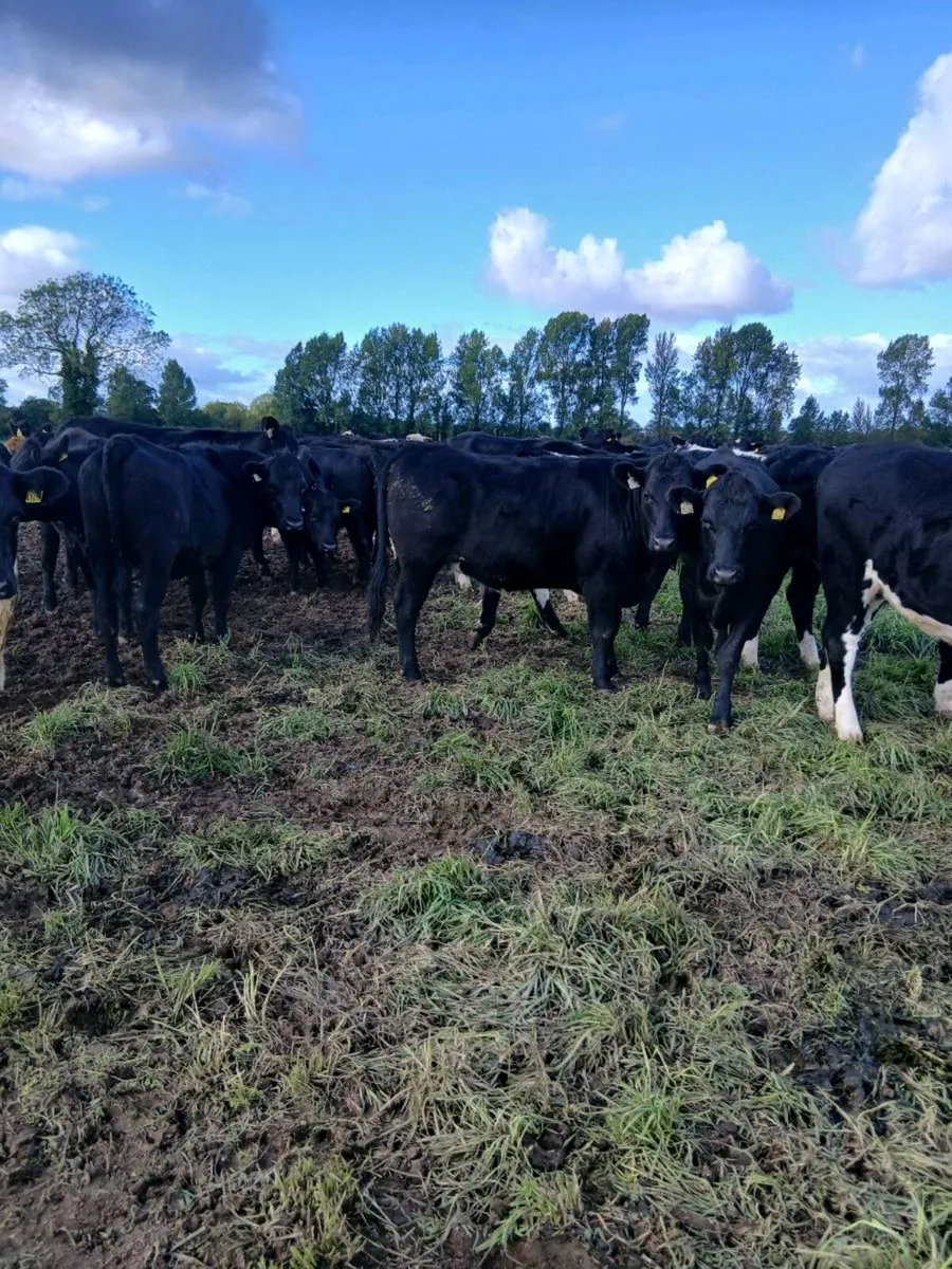 60 440kg AA & Hereford hfs for sale - Image 3
