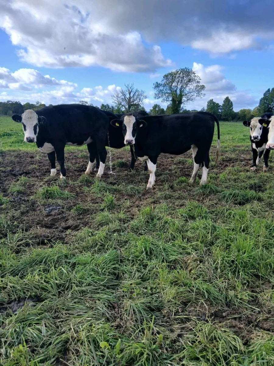 60 440kg AA & Hereford hfs for sale - Image 4