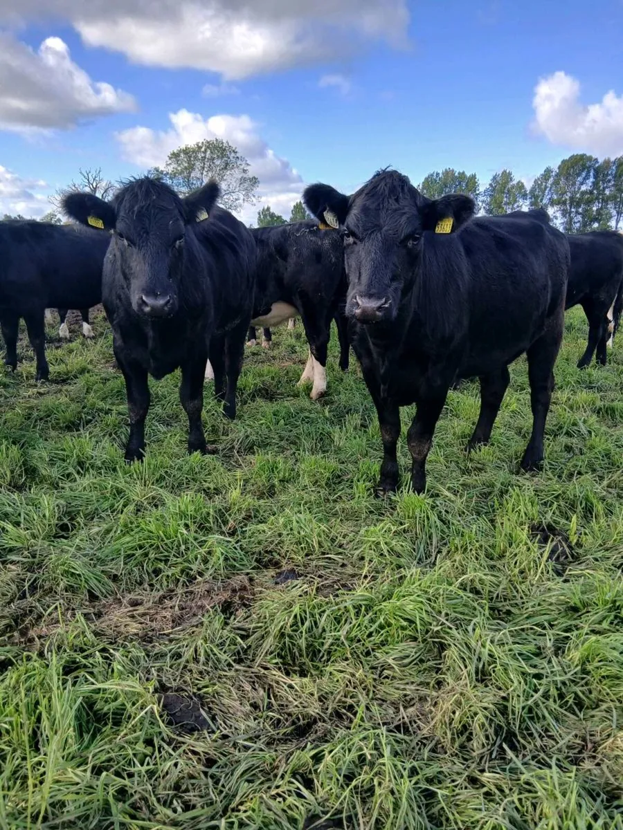 60 440kg AA & Hereford hfs for sale - Image 1