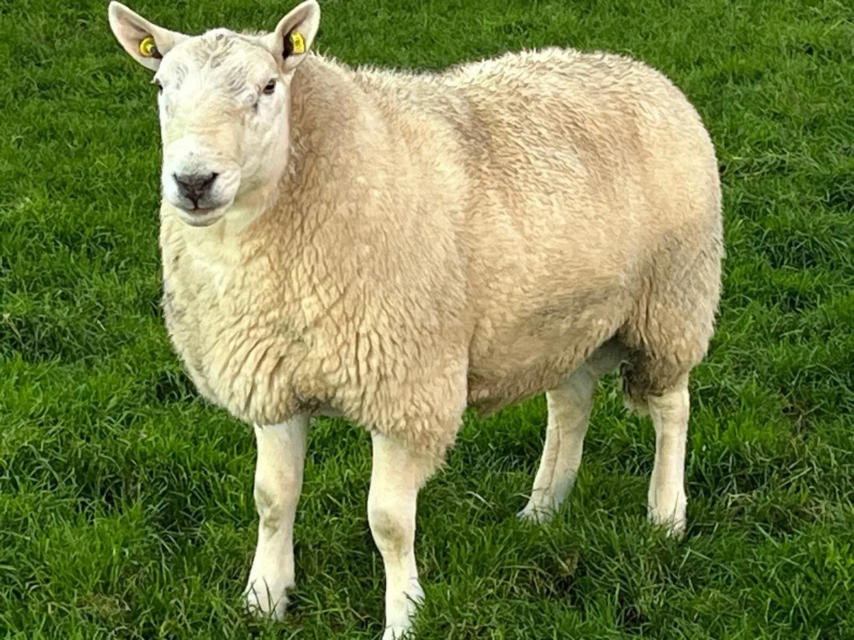 North Country Cheviot Rams - Image 1