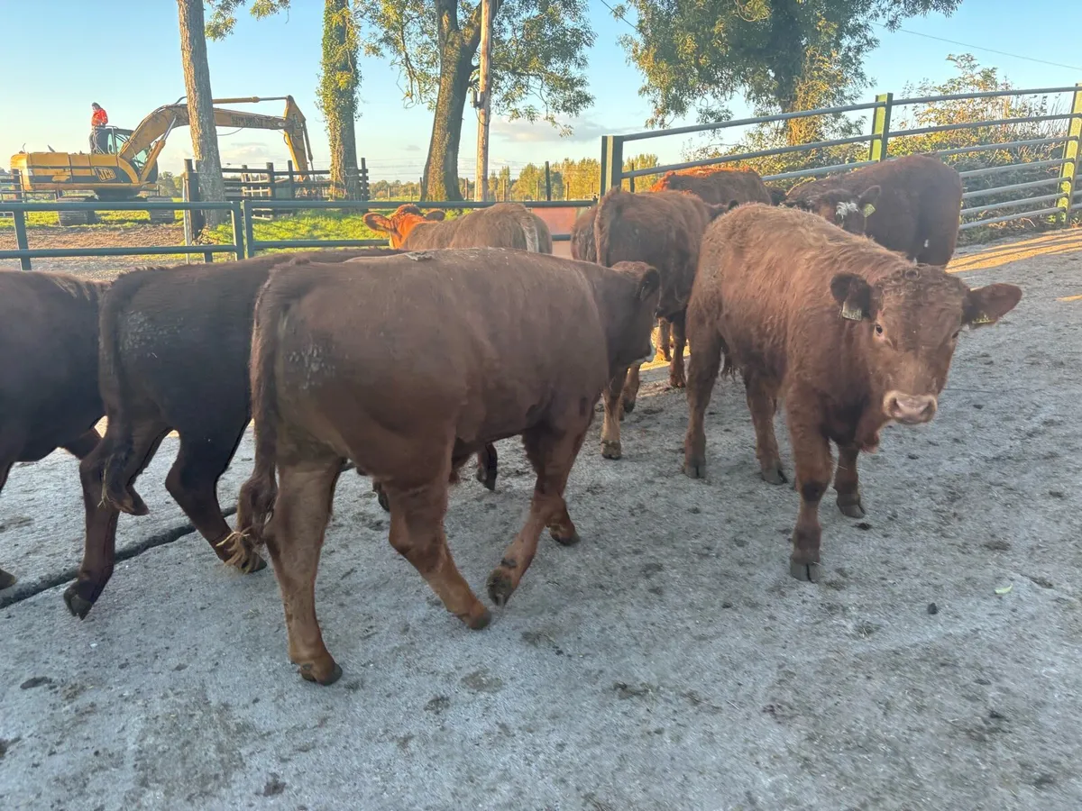 12 super 320 kg limousin bulls - Image 1