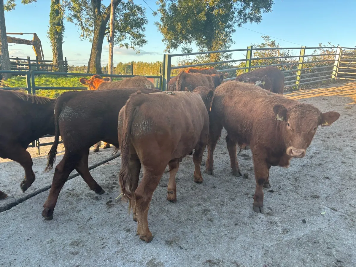 12 super 320 kg limousin bulls - Image 2