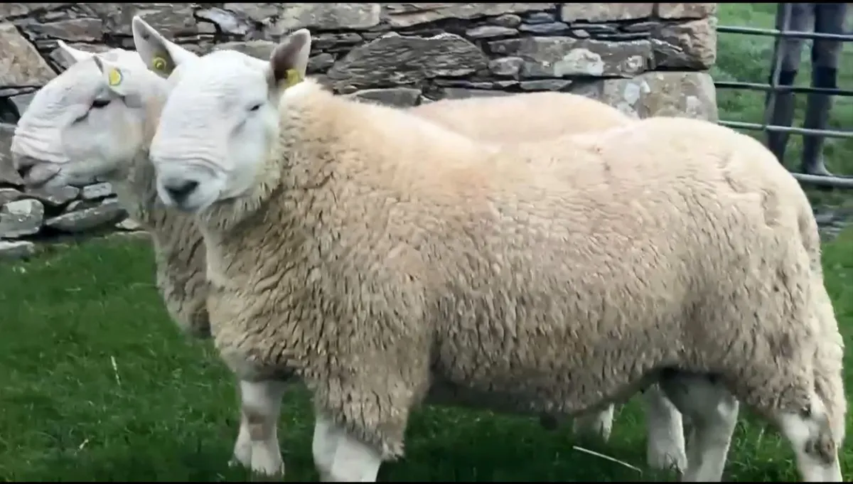 North Country Cheviot Rams - Image 3