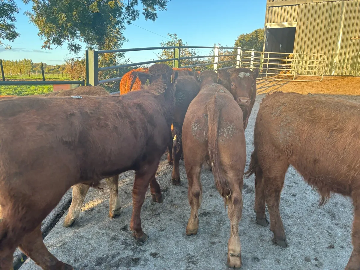 12 super 320 kg limousin bulls - Image 3