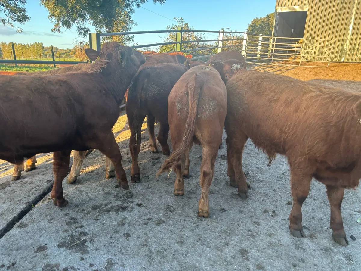 12 super 320 kg limousin bulls - Image 4