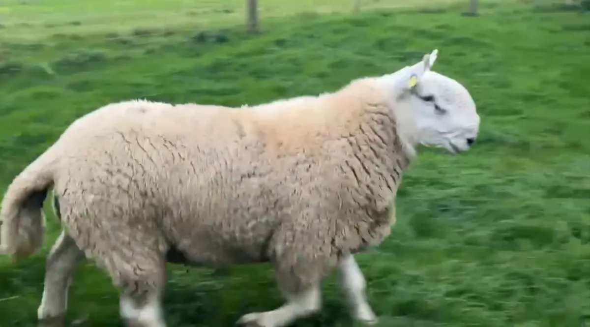 North Country Cheviot Rams - Image 2